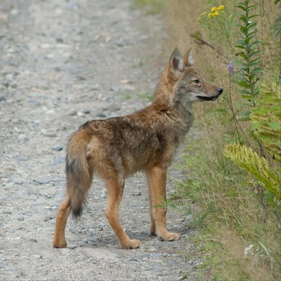 Meet your Posher, Kelly - Picture 3 of 9